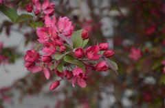 春花朵朵  “秀”出滿(mǎn)園春色